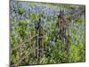 Bluebonnets and Phlox, Hill Country, Texas, USA-Alice Garland-Mounted Photographic Print