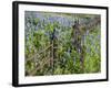 Bluebonnets and Phlox, Hill Country, Texas, USA-Alice Garland-Framed Photographic Print