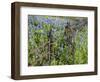 Bluebonnets and Phlox, Hill Country, Texas, USA-Alice Garland-Framed Photographic Print