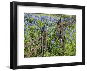 Bluebonnets and Phlox, Hill Country, Texas, USA-Alice Garland-Framed Photographic Print