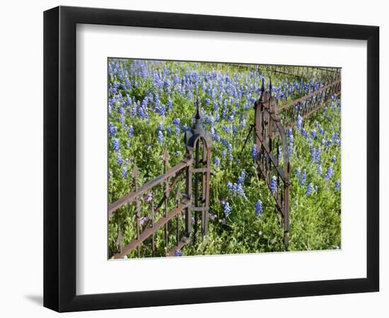 Bluebonnets and Phlox, Hill Country, Texas, USA-Alice Garland-Framed Photographic Print