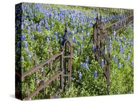 Bluebonnets and Phlox, Hill Country, Texas, USA-Alice Garland-Stretched Canvas