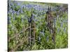 Bluebonnets and Phlox, Hill Country, Texas, USA-Alice Garland-Stretched Canvas