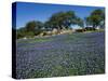 Bluebonnets, Hill Country, Texas, USA-Dee Ann Pederson-Stretched Canvas