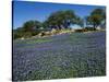 Bluebonnets, Hill Country, Texas, USA-Dee Ann Pederson-Stretched Canvas