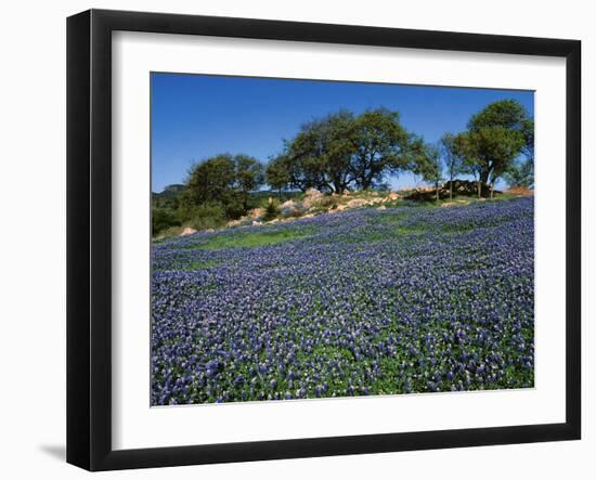 Bluebonnets, Hill Country, Texas, USA-Dee Ann Pederson-Framed Premium Photographic Print
