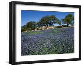 Bluebonnets, Hill Country, Texas, USA-Dee Ann Pederson-Framed Premium Photographic Print