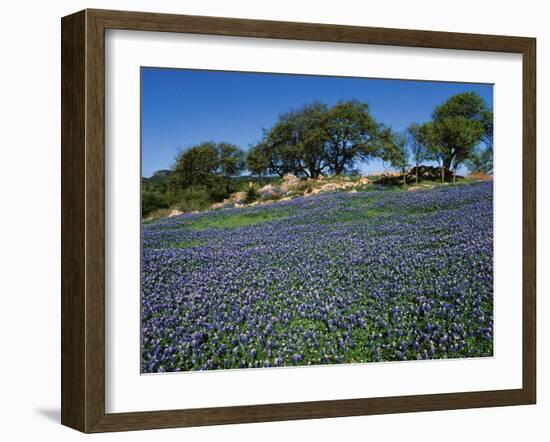 Bluebonnets, Hill Country, Texas, USA-Dee Ann Pederson-Framed Photographic Print