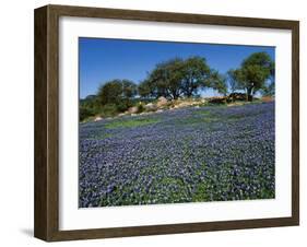 Bluebonnets, Hill Country, Texas, USA-Dee Ann Pederson-Framed Photographic Print