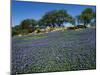 Bluebonnets, Hill Country, Texas, USA-Dee Ann Pederson-Mounted Photographic Print