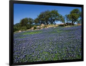 Bluebonnets, Hill Country, Texas, USA-Dee Ann Pederson-Framed Photographic Print