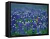 Bluebonnets, Hill Country, Texas, USA-Dee Ann Pederson-Framed Stretched Canvas