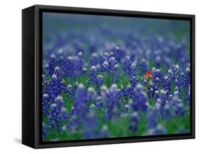 Bluebonnets, Hill Country, Texas, USA-Dee Ann Pederson-Framed Stretched Canvas