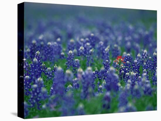 Bluebonnets, Hill Country, Texas, USA-Dee Ann Pederson-Stretched Canvas