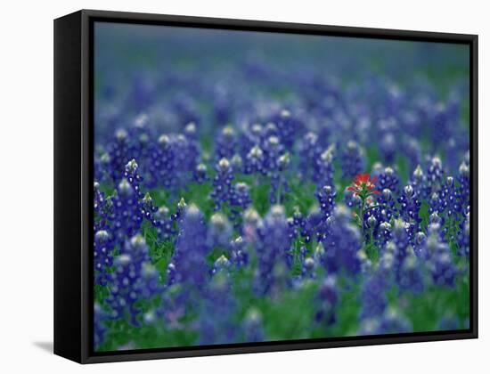 Bluebonnets, Hill Country, Texas, USA-Dee Ann Pederson-Framed Stretched Canvas