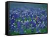 Bluebonnets, Hill Country, Texas, USA-Dee Ann Pederson-Framed Stretched Canvas