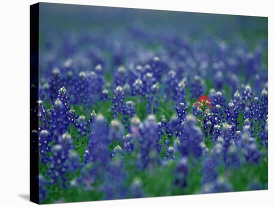 Bluebonnets, Hill Country, Texas, USA-Dee Ann Pederson-Stretched Canvas