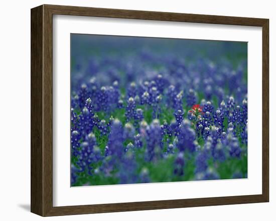 Bluebonnets, Hill Country, Texas, USA-Dee Ann Pederson-Framed Photographic Print