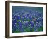 Bluebonnets, Hill Country, Texas, USA-Dee Ann Pederson-Framed Photographic Print