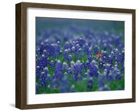 Bluebonnets, Hill Country, Texas, USA-Dee Ann Pederson-Framed Photographic Print