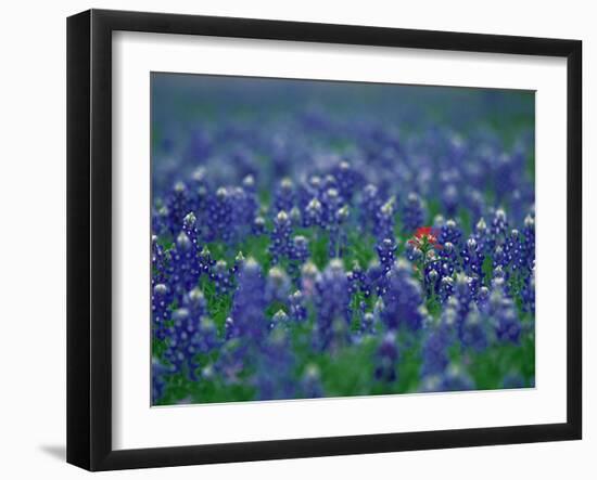 Bluebonnets, Hill Country, Texas, USA-Dee Ann Pederson-Framed Photographic Print