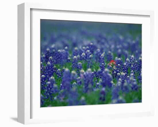 Bluebonnets, Hill Country, Texas, USA-Dee Ann Pederson-Framed Photographic Print