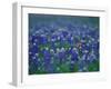 Bluebonnets, Hill Country, Texas, USA-Dee Ann Pederson-Framed Photographic Print