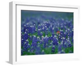 Bluebonnets, Hill Country, Texas, USA-Dee Ann Pederson-Framed Photographic Print