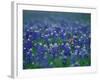 Bluebonnets, Hill Country, Texas, USA-Dee Ann Pederson-Framed Photographic Print