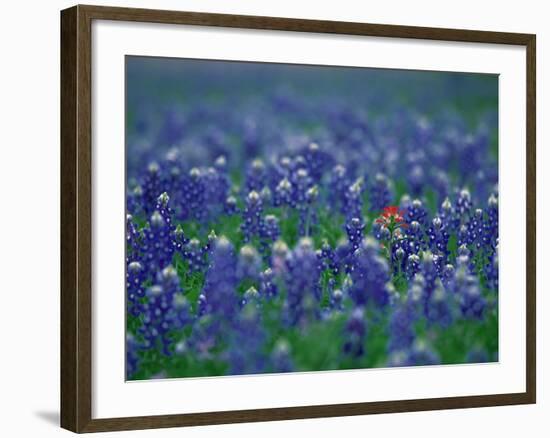 Bluebonnets, Hill Country, Texas, USA-Dee Ann Pederson-Framed Photographic Print