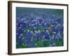 Bluebonnets, Hill Country, Texas, USA-Dee Ann Pederson-Framed Photographic Print