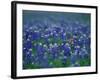 Bluebonnets, Hill Country, Texas, USA-Dee Ann Pederson-Framed Photographic Print