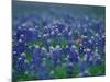 Bluebonnets, Hill Country, Texas, USA-Dee Ann Pederson-Mounted Photographic Print