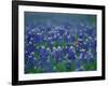 Bluebonnets, Hill Country, Texas, USA-Dee Ann Pederson-Framed Photographic Print