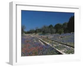 Bluebonnets, Hill Country, Texas, USA-Dee Ann Pederson-Framed Premium Photographic Print