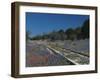 Bluebonnets, Hill Country, Texas, USA-Dee Ann Pederson-Framed Photographic Print