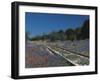 Bluebonnets, Hill Country, Texas, USA-Dee Ann Pederson-Framed Photographic Print