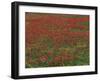 Bluebonnets, Hill Country, Texas, USA-Dee Ann Pederson-Framed Photographic Print