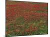 Bluebonnets, Hill Country, Texas, USA-Dee Ann Pederson-Mounted Photographic Print