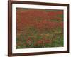 Bluebonnets, Hill Country, Texas, USA-Dee Ann Pederson-Framed Photographic Print