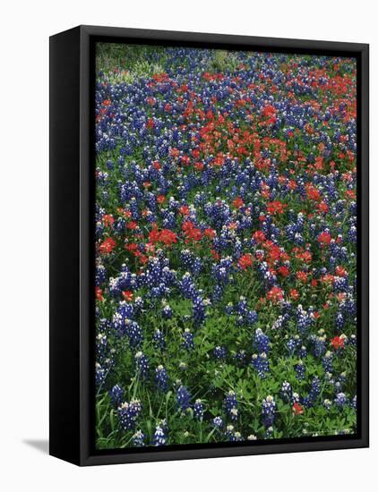 Bluebonnets, Hill Country, Texas, USA-Dee Ann Pederson-Framed Stretched Canvas