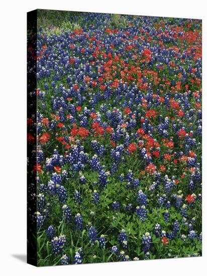 Bluebonnets, Hill Country, Texas, USA-Dee Ann Pederson-Stretched Canvas