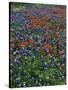 Bluebonnets, Hill Country, Texas, USA-Dee Ann Pederson-Stretched Canvas