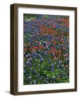 Bluebonnets, Hill Country, Texas, USA-Dee Ann Pederson-Framed Photographic Print