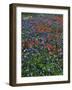 Bluebonnets, Hill Country, Texas, USA-Dee Ann Pederson-Framed Photographic Print