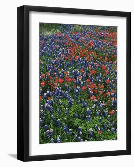 Bluebonnets, Hill Country, Texas, USA-Dee Ann Pederson-Framed Photographic Print