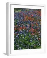 Bluebonnets, Hill Country, Texas, USA-Dee Ann Pederson-Framed Photographic Print