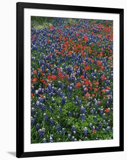 Bluebonnets, Hill Country, Texas, USA-Dee Ann Pederson-Framed Photographic Print