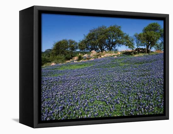 Bluebonnets, Hill Country, Texas, USA-Dee Ann Pederson-Framed Stretched Canvas