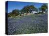 Bluebonnets, Hill Country, Texas, USA-Dee Ann Pederson-Stretched Canvas
